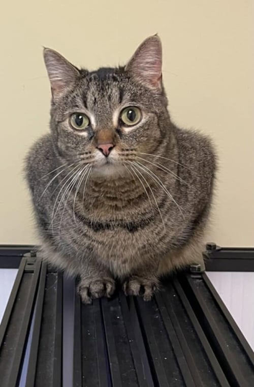 CADY - Domestic Short Hair available for adoption