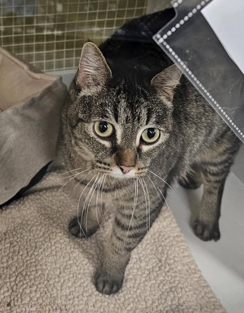 CADY - Domestic Short Hair available for adoption