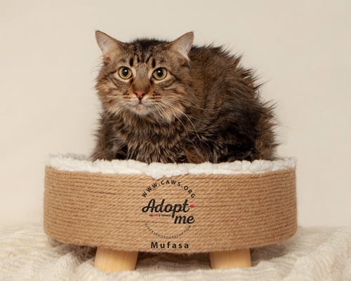 MUFASA - Domestic Medium Hair available for adoption