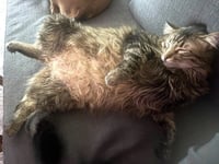 Mufasa - Photo 3