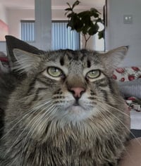 Mufasa - Photo 2
