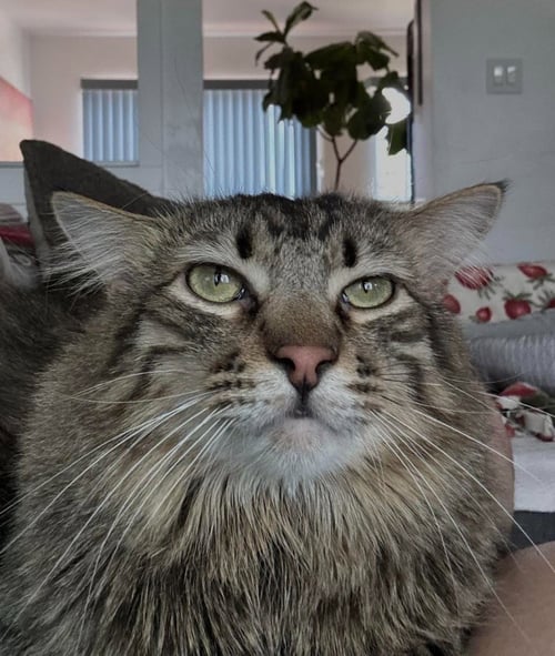 MUFASA - Domestic Medium Hair available for adoption