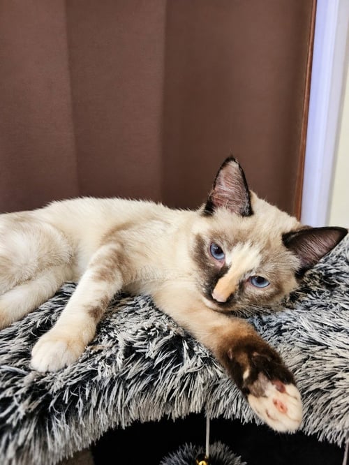 GRACIE - Domestic Short Hair available for adoption
