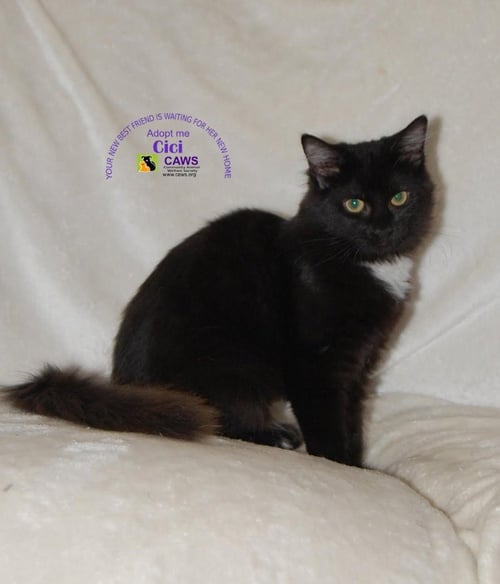 CICI - Domestic Short Hair available for adoption