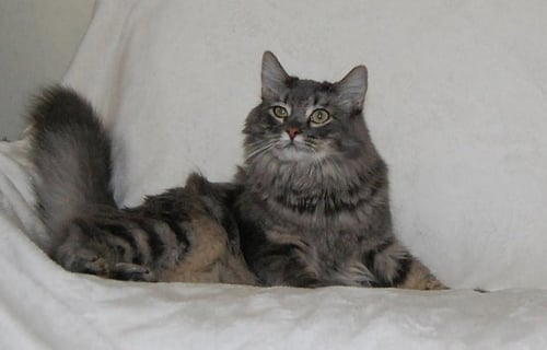 MAUDE - Domestic Short Hair available for adoption