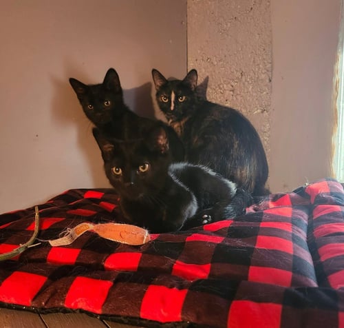 FIDGET - Domestic Short Hair available for adoption