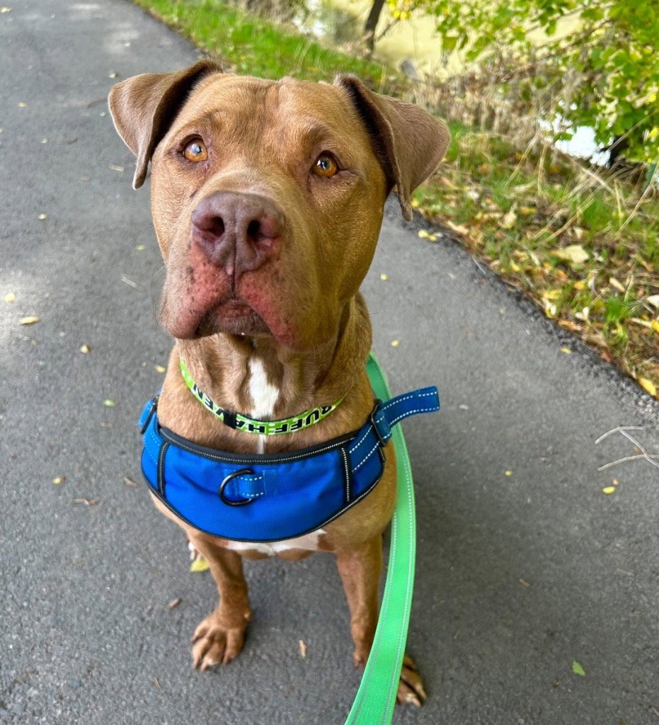 JACKSON - Pit Bull Terrier / Terrier for adoption in Salt Lake City
