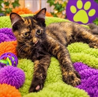 Skittles - Photo 1