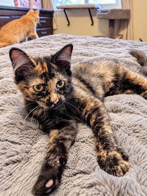 SKITTLES - Domestic Short Hair available for adoption