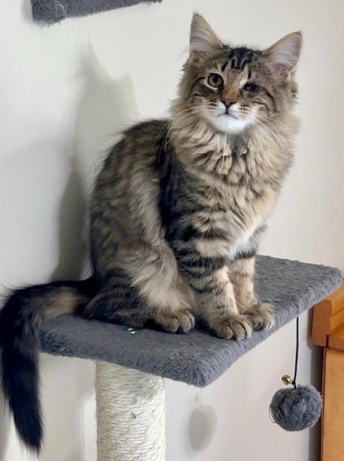 VW BUG - Domestic Long Hair available for adoption