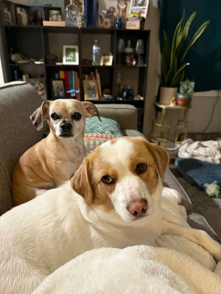 PEPPER - Beagle available for adoption