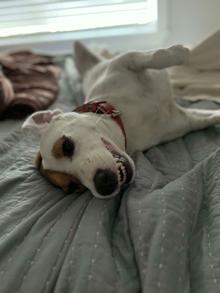 PEPPER - Beagle available for adoption