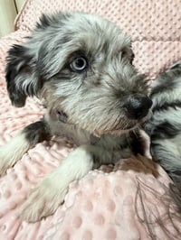 Jake - Photo 4