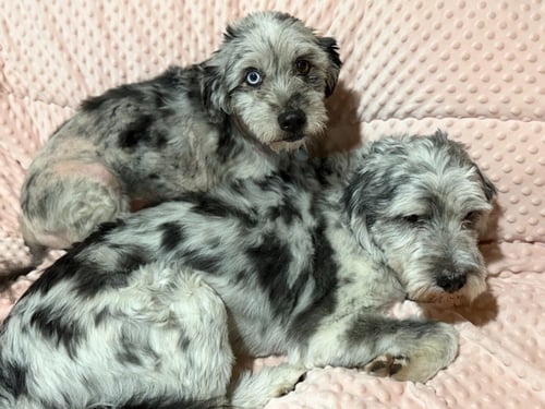 JAKE - Australian Shepherd / Lhasa Apso available for adoption