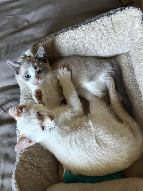 OSO - Domestic Short Hair available for adoption