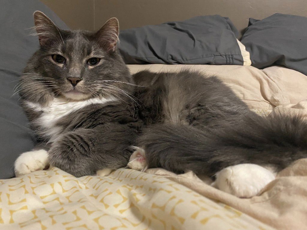 HANS - Domestic Medium Hair available for adoption