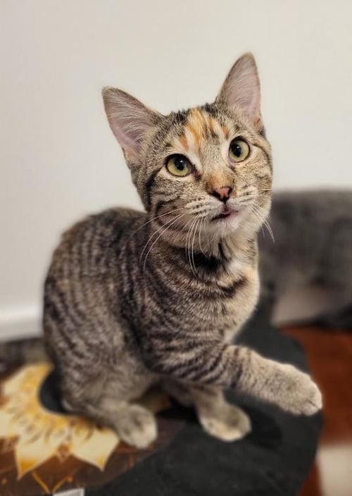 LAURA - Domestic Short Hair available for adoption