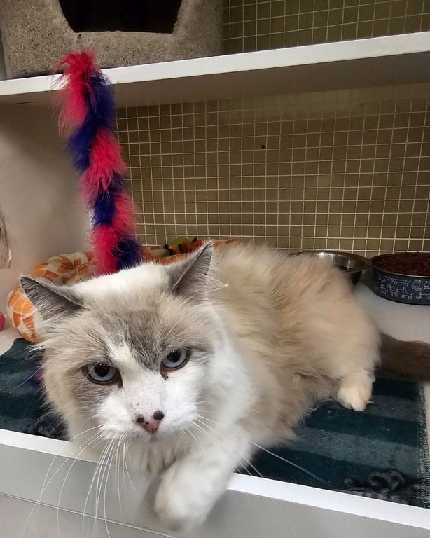 Meeko Image