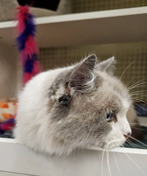 MEEKO - Domestic Medium Hair available for adoption