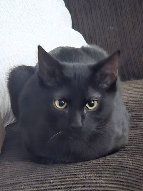 TYLER - Domestic Short Hair available for adoption