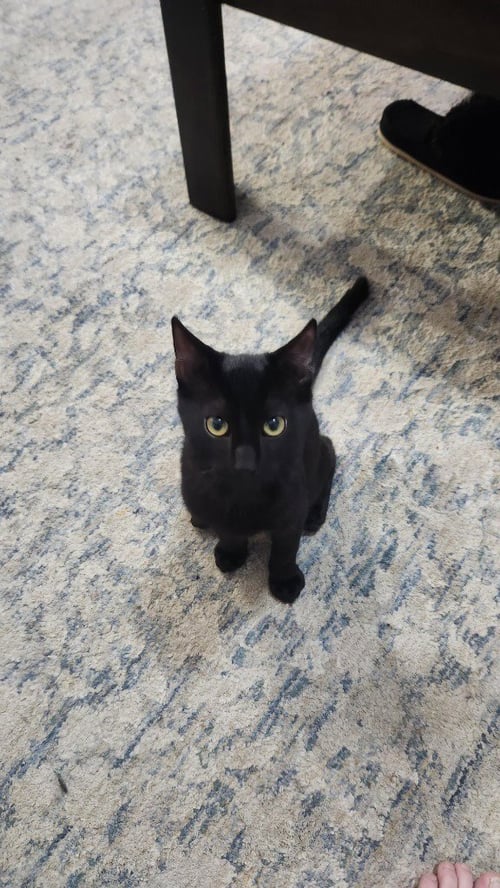 NOODLE - Domestic Short Hair available for adoption