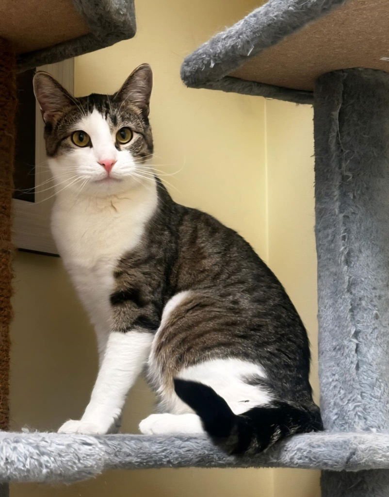 BRYER - Domestic Short Hair available for adoption