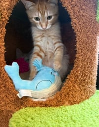Mango - Photo 2