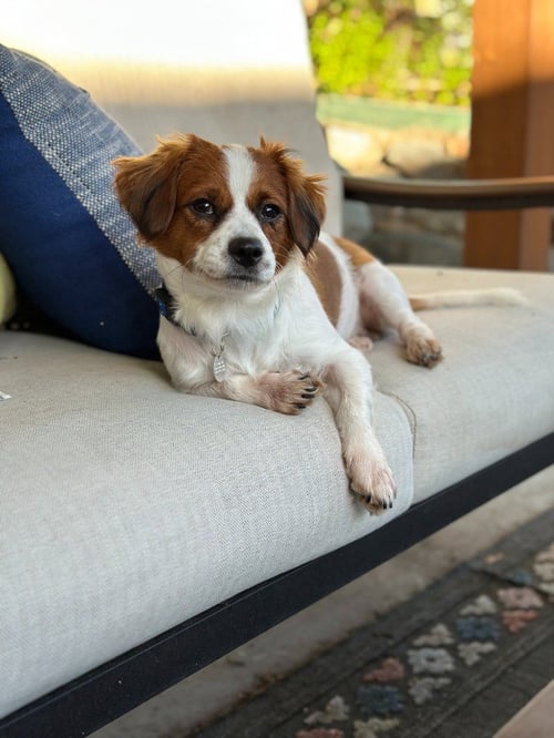 HOBBES - Terrier available for adoption