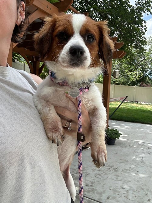 HOBBES - Terrier available for adoption