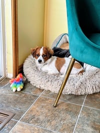 Hobbes - Photo 4