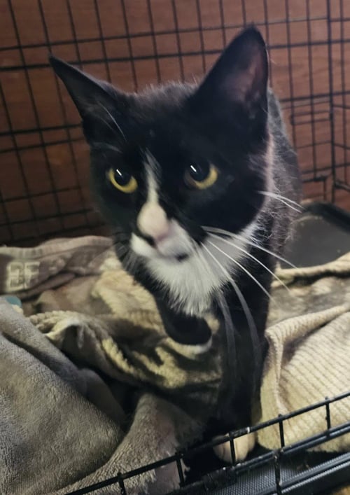 MADRE - Domestic Short Hair for adoption in Salt Lake City