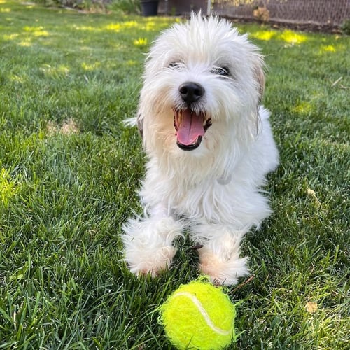SPRITZ - Maltese / Terrier available for adoption