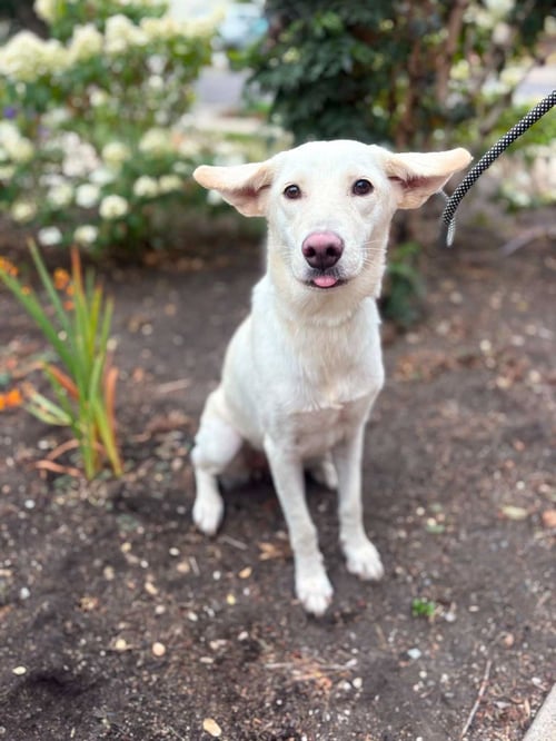 EMMY - Shepherd available for adoption