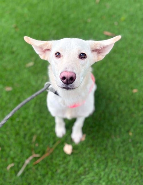 EMMY - Shepherd available for adoption