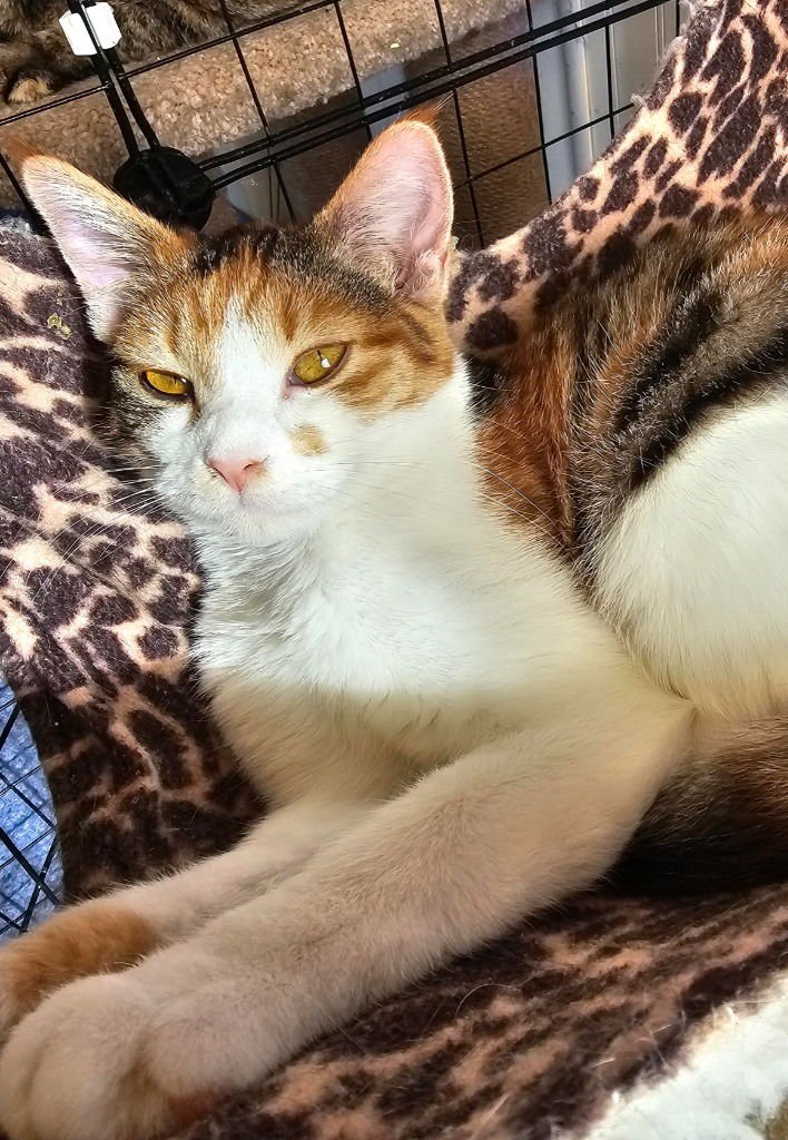 CANDY - Domestic Short Hair available for adoption