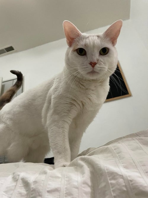 LIZZIE - Domestic Short Hair available for adoption