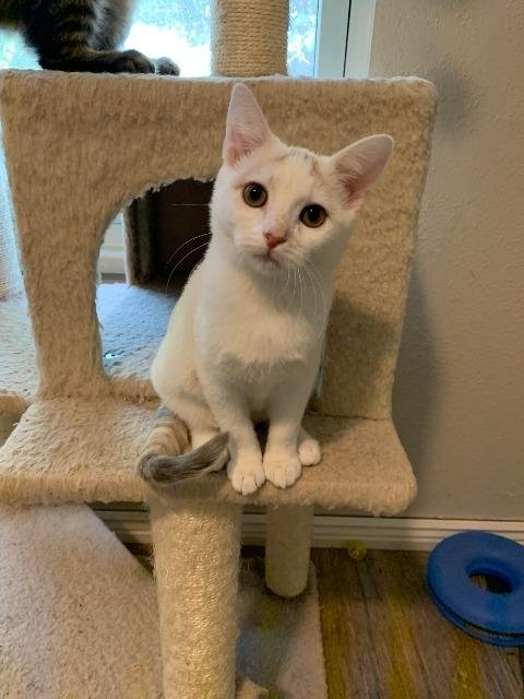 LIZZIE - Domestic Short Hair available for adoption