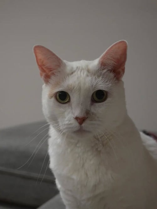 LIZZIE - Domestic Short Hair available for adoption