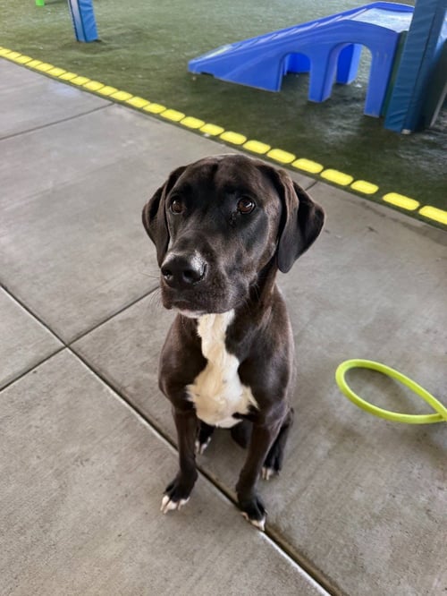 GRIMM - Great Dane / Staffordshire Bull Terrier for adoption in Salt Lake City