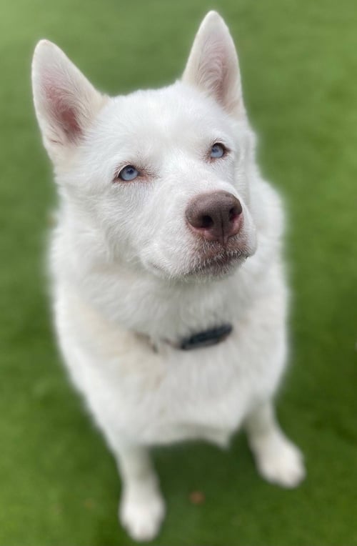 MAYA - Husky for adoption in Salt Lake City