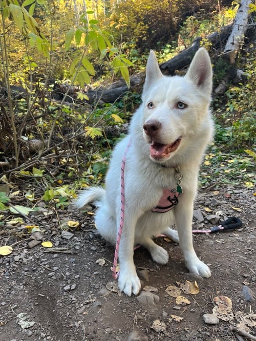 MAYA - Husky available for adoption