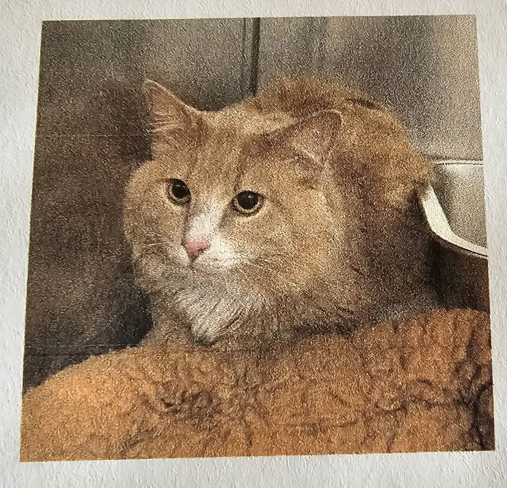 OLIVER - Domestic Long Hair available for adoption