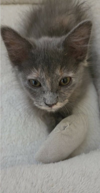 Stormi Image