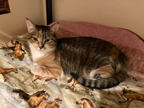 MATILDA - Domestic Short Hair available for adoption