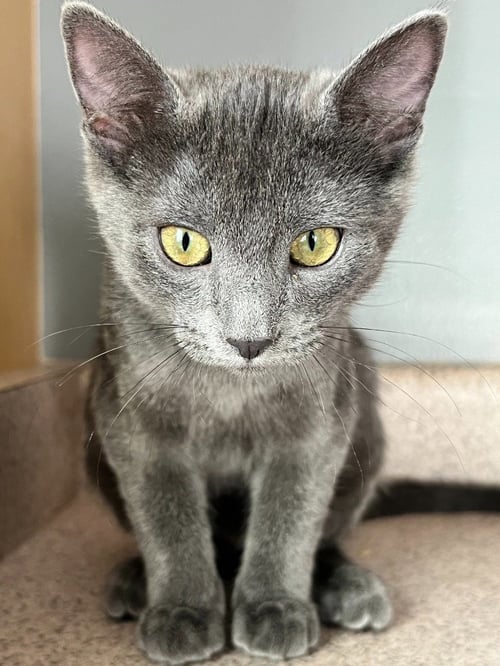 BLUE - Domestic Medium Hair available for adoption