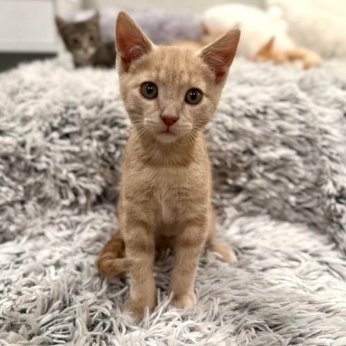 HERMES - Domestic Short Hair for adoption in Salt Lake City