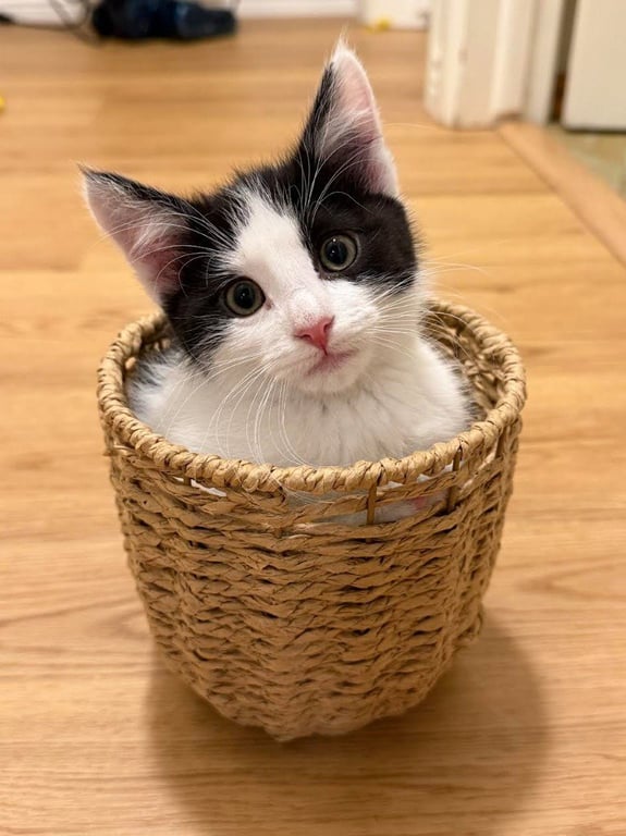 Oreo Image