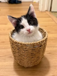 Oreo - Photo 1