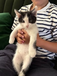 Oreo - Photo 2