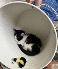 Oreo - Photo 3